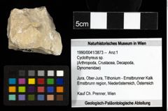 Foto (Objekt + Etiketten) von Cyclothyreus sp. 